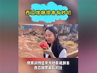 西瓜增糖提香有妙招，使用潤(rùn)博盛親大地有機(jī)酵素，西瓜甜度前后對(duì)比