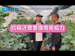 大棚黃瓜抗病還是要提高免疫力，云南元謀縣農(nóng)戶(hù)使用感言